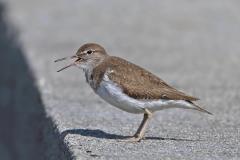 oeverloper-2019-06-27-noorwegen-4e8a2394-a