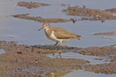 oeverloper-2011-09-05-bronsgeest-img_7427-a