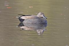 krakeend-2017-03-19-zhl-leeuwenhorst-4e8a2106-a