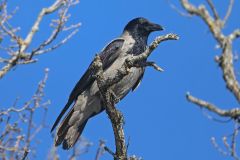 bonte-kraai-2019-04-16-griekenland-4e8a9765-a
