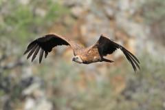 vale-gier-2017-05-02-monfrague-spanje-4e8a3670-a