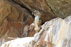 vale-gier-2017-05-03-monfrague-spanje-4e8a4716-a