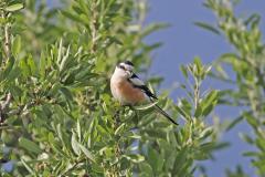 maskerklauwier-2015-04-30-lesbos-img_8855-a