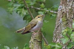fluiter-2015-05-08-zhl-langeveld-noordwijk-img_9114-a