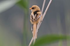 baardman-2014-07-12-rietputten-vlaardingen-img_2676-a