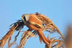 baardman-2016-12-04-rietputten-vlaardingen-img_2616-a