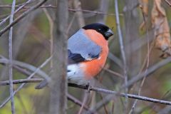 goudvink-2015-11-07-oppenweher-moor-duitsland-img_8346-a