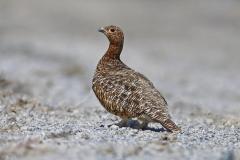 moerassneeuwhoen-2019-06-28-noorwegen-4e8a2430-a