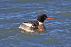middelste-zaagbek-2018-01-07-brouwersdam-4e8a5461-a