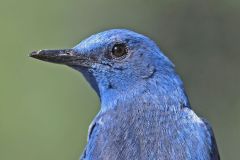 blauwe-rotslijster-2018-05-04-extremadura-4e8a0470-a