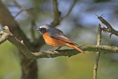 gekraagde-roodstaart-2016-05-04-westhoek-img_3010-a