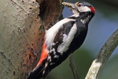 grote-bonte-specht-2015-05-30-zhl-langeveld-img_0696-a