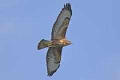 steppebuizerd-2017-09-20-saghalvasho-batumi-georgie-4e8a2850-a