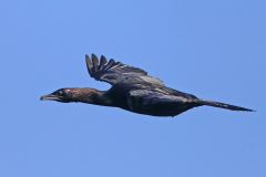 dwergaalscholver-2018-06-11-noord-macedonie-griekenland-4e8a2822-a