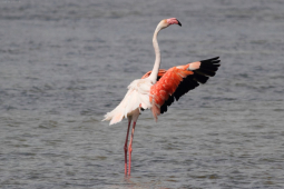 flamingo-2014-07-29-camargue-frankrijk-img_2838