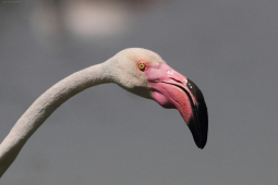 flamingo-2014-08-01-camargue-frankrijk-img_3138